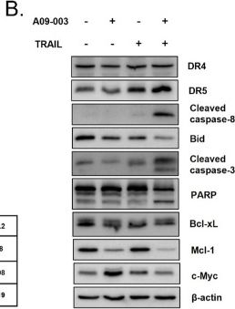 Fig.2.B showing Western Blotting in a Homo sapiens (Human) sample from the publication: CDK9 inhibitor A09-003 overcomes TRAIL resistance via dual Mcl-1 suppression in breast cancer cells.