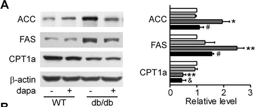 Fig.2.A showing Western Blotting from the publication: Dapagliflozin protects against nonalcoholic steatohepatitis in db/db mice.