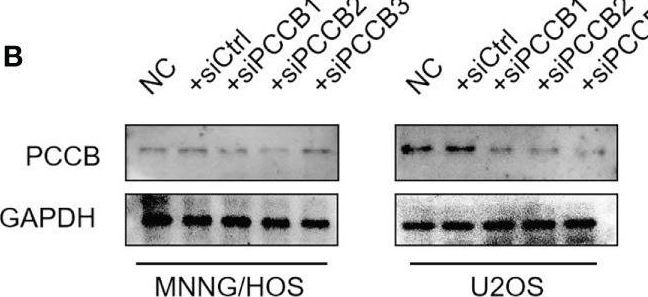 Pccb2 Interspace PCCB antibodies - Antibody search engine - CiteAb
