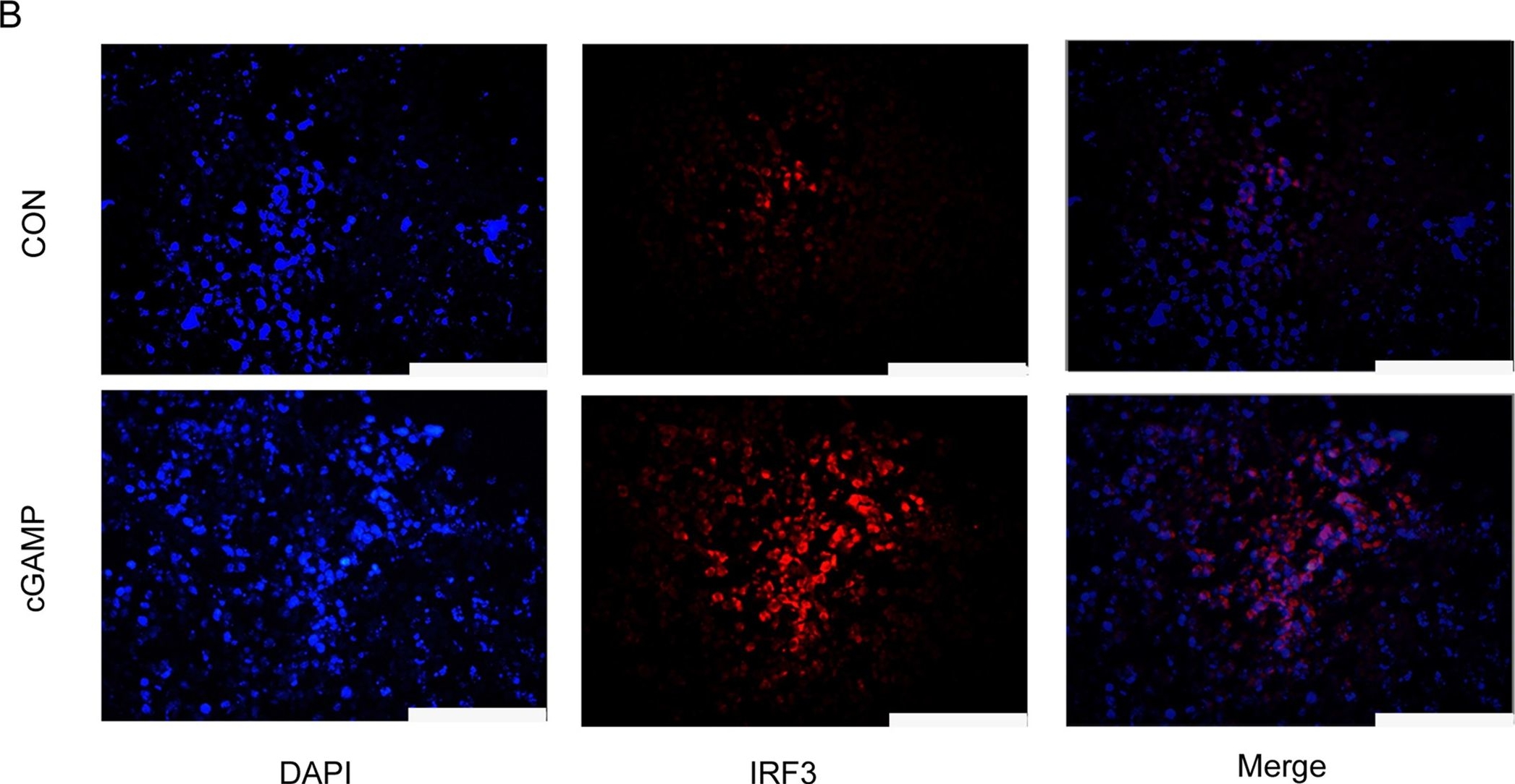 irf3 antibodies - Antibody search engine - CiteAb