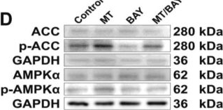 Fig.2.D showing Western Blotting in a Homo sapiens (Human) sample from the publication: Melatonin-incorporated brain extracellular matrix hydrogel enhances NSCs mitochondrial metabolism to promote neuroregeneration via the AMPK-PGC-1α-NRF1/TFAM axis after spinal cord injury.