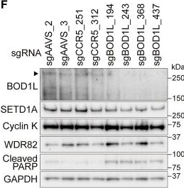 Fig.1.F showing Western Blotting from the publication: BOD1L mediates chromatin binding and non-canonical function of H3K4 methyltransferase SETD1A.