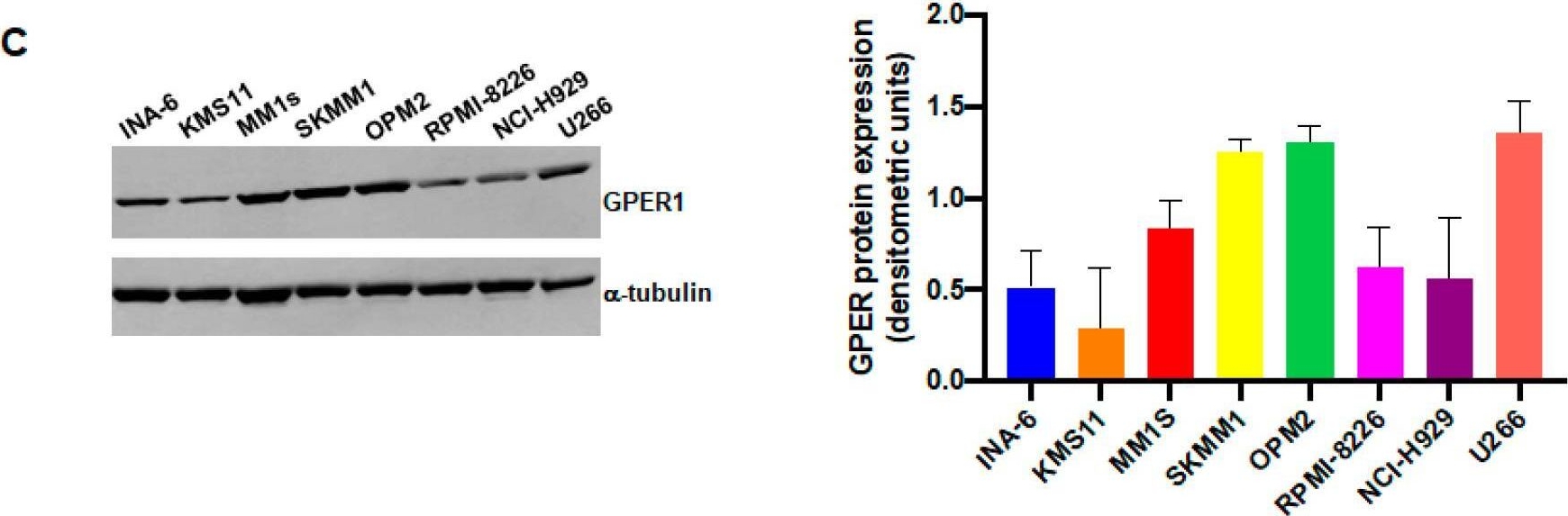 Fig.1.C showing Western Blotting from the publication: GPER1 Activation Exerts Anti-Tumor Activity in Multiple Myeloma.