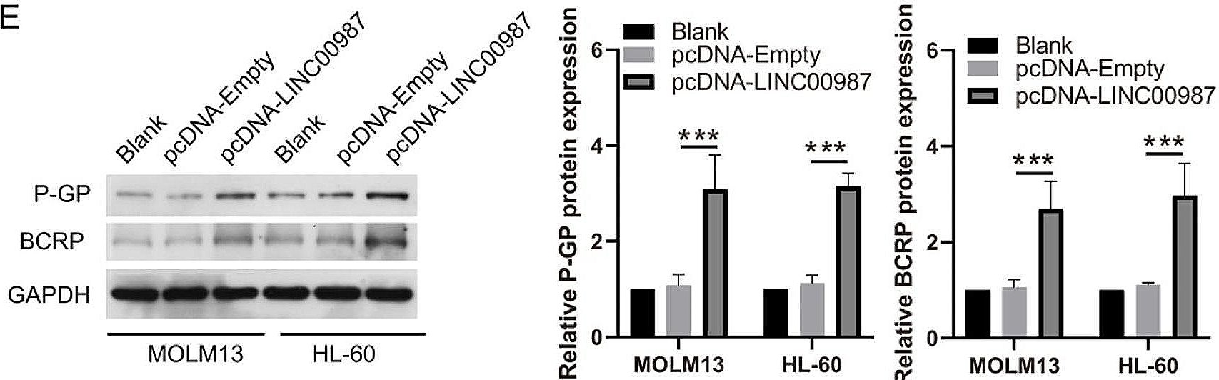 Fig.4.E showing Western Blotting in a Homo sapiens (Human) sample from the publication: Silencing LINC00987 ameliorates adriamycin resistance of acute myeloid leukemia via miR-4458/HMGA2 axis.