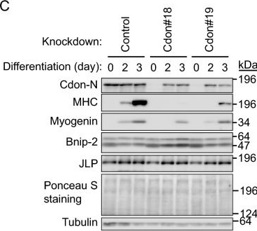 Fig.5.C showing Western Blotting in an Oryctolagus cuniculus (Rabbit) sample from the publication: ZSWIM8 is a myogenic protein that partly prevents C2C12 differentiation.