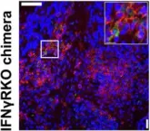 Fig.7.I showing Immunohistochemistry-immunofluorescence in a Mus musculus (House mouse) sample from the publication: IFN-gamma signaling in the central nervous system controls the course of experimental autoimmune encephalomyelitis independently of the localization and composition of inflammatory foci.