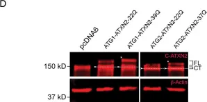 Fig.5.D showing Western Blotting in a Homo sapiens (Human) sample from the publication: ATXN2 is a target of N-terminal proteolysis.