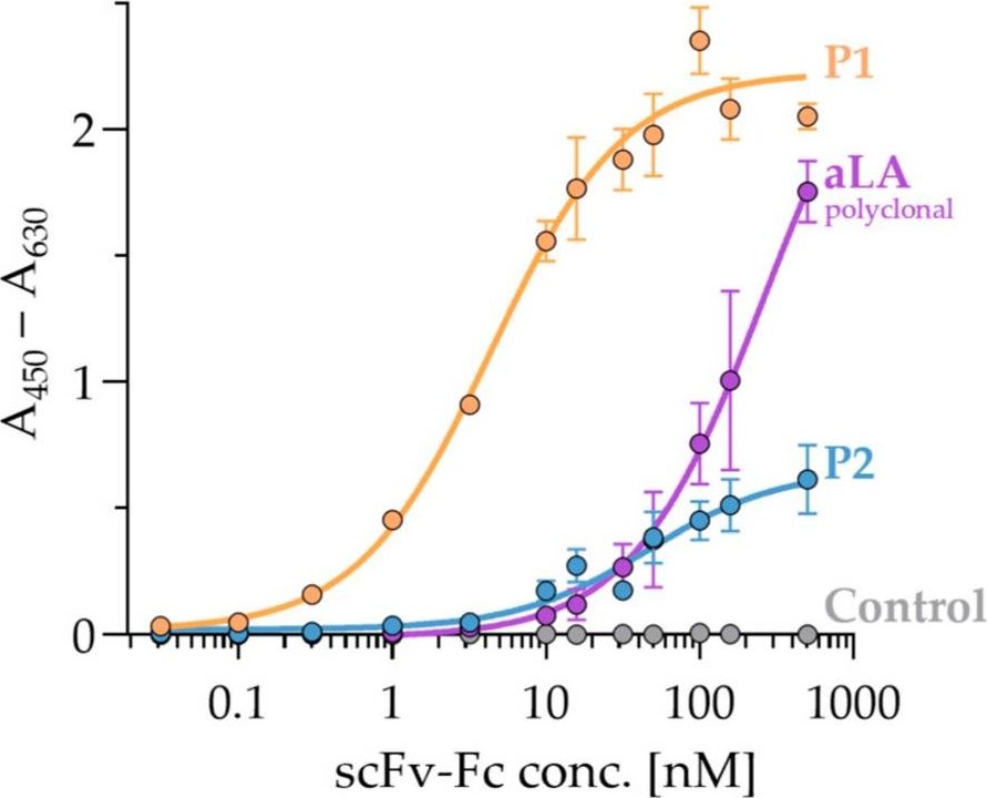 Fig.1.E showing Enzyme-linked immunosorbent assay in an Escherichia coli sample from the publication: Generation of Endotoxin-Specific Monoclonal Antibodies by Phage and Yeast Display for Capturing Endotoxin.
