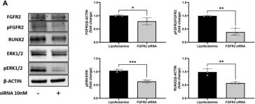 Phospho-p44/42 MAPK (Erk1/2) (Thr202/Tyr204) Antibody | Cell