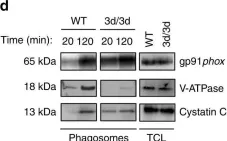 Fig.2.D showing Western Blotting in a Mus musculus (House mouse) sample from the publication: UNC93B1 interacts with the calcium sensor STIM1 for efficient antigen cross-presentation in dendritic cells.