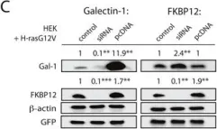 Fig.3.C showing Western Blotting from the publication: Rapalogs can promote cancer cell stemness in vitro in a Galectin-1 and H-ras-dependent manner.