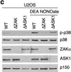 Fig.1.C showing Western Blotting from the publication: Nitric oxide-induced ribosome collision activates ribosomal surveillance mechanisms.