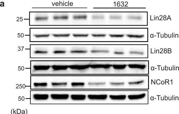 Fig.5.A showing Western Blotting in a Mus musculus (House mouse) sample from the publication: Pharmacological inhibition of Lin28 promotes ketogenesis and restores lipid homeostasis in models of non-alcoholic fatty liver disease.