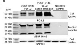 Fig.1.C showing Western Blotting from the publication: The co-delivery of Programmed Death 1 ligands enhances and prolongs rAAV-mediated gene expression in pre-immunized mice.