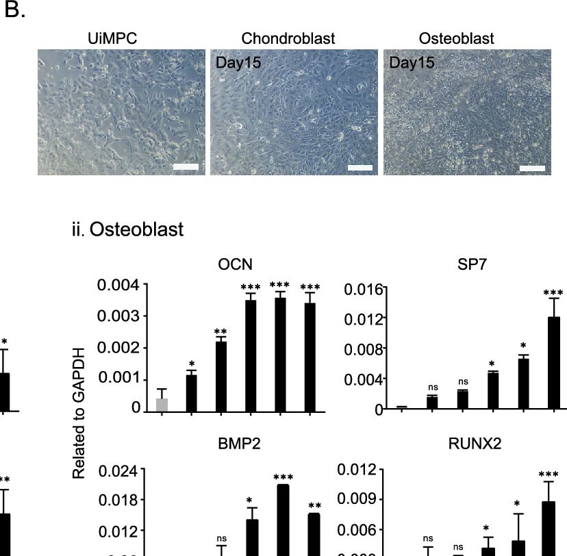 Fig.5.B showing Immunohistochemistry in a Homo sapiens (Human) sample from the publication: Generation of musculoskeletal cells from human urine epithelium-derived presomitic mesoderm cells.