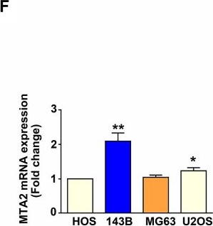 Fig.1.F from the publication: MTA2 knockdown suppresses human osteosarcoma metastasis by inhibiting uPA expression.
