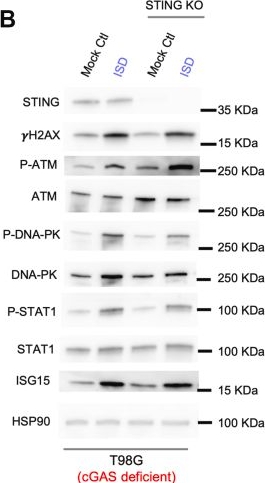 Fig.2.B showing Western Blotting in a Homo sapiens (Human) sample from the publication: Interferon stimulatory DNA activates the DNA damage signaling through ATM and DNA-PK sensing.