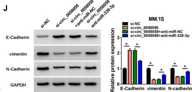 Fig.4.J showing Western Blotting from the publication: Down-regulation of circ_0058058 suppresses proliferation, angiogenesis and metastasis in multiple myeloma through miR-338-3p/ATG14 pathway.