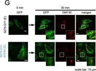 Fig.4.G showing Immunocytochemistry-immunofluorescence from the publication: N-linked glycosylation of flavivirus E protein contributes to viral particle formation.