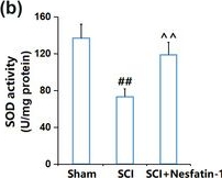 Fig.2.B from the publication: The protective effects of nesfatin-1 in neurological dysfunction after spinal cord injury by inhibiting neuroinflammation.