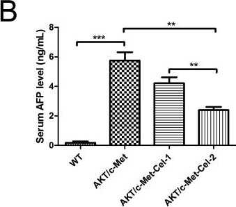 Fig.2.B showing Enzyme-linked immunosorbent assay from the publication: Celastrol delays hepatic steatosis and carcinogenesis in a rapid AKT/c-Met-transfected hepatocellular carcinoma model via suppressing fatty acid synthase expression and AKT/ERK phosphorylation.