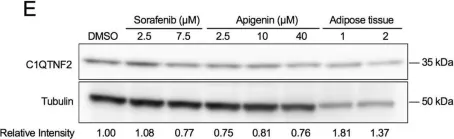 Fig.2.E showing Western Blotting from the publication: Transcriptome-based repurposing of apigenin as a potential anti-fibrotic agent targeting hepatic stellate cells.
