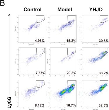 Fig.2.B showing Flow cytometry/Cell sorting in a Mus musculus (House mouse) sample from the publication: Yiqi Huayu Jiedu Decoction reduces colorectal cancer liver metastasis by promoting N1 neutrophil chemotaxis.