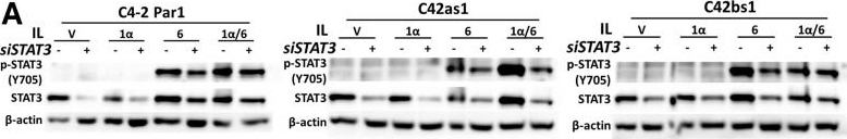 Fig.4.A showing Western Blotting from the publication: Chronic IL-1 Exposure Attenuates RELA- and STAT3-Dependent Synergistic Cytokine Signaling in Prostate Cancer Cell Lines.