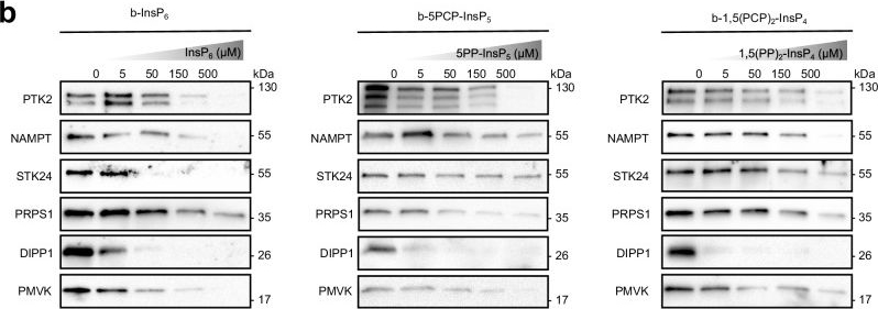 Fig.4.B showing Western Blotting in a Homo sapiens (Human) sample from the publication: Proteome-wide quantification of inositol pyrophosphate-protein interactions.