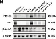 Fig.7.N showing Western Blotting from the publication: Anti-SIA-cIgG enhances chemotherapy effectiveness through PTPN13-regulated tumor stemness in head and neck squamous cell carcinoma.