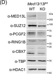 Fig.2.D showing Western Blotting from the publication: Distinct roles for CKM-Mediator in controlling Polycomb-dependent chromosomal interactions and priming genes for induction.