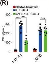 Fig.2.R showing Enzyme-linked immunosorbent assay from the publication: Single-cell transcriptome analysis deciphers the CD74-mediated immune evasion and tumour growth in lung squamous cell carcinoma with chronic obstructive pulmonary disease.