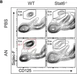 Fig.7.B showing Flow cytometry/Cell sorting from the publication: STAT6 Blockade Abrogates Aspergillus-Induced Eosinophilic Chronic Rhinosinusitis and Asthma, A Model of Unified Airway Disease.
