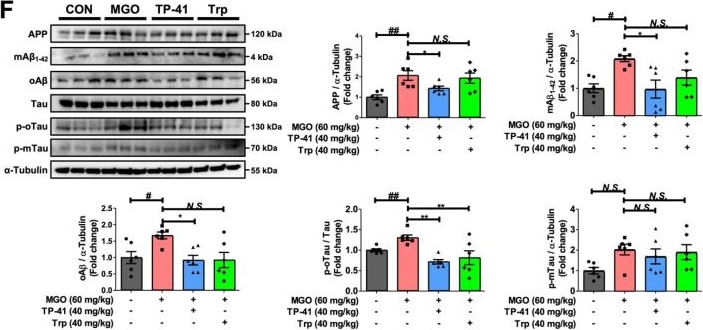 Fig.5.F showing Western Blotting in a Mus musculus (House mouse) sample from the publication: Deep learning identifies TP-41 for methylglyoxal scavenging in Alzheimer's treatment.