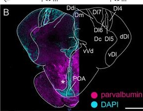 Fig.2.B showing Immunohistochemistry-immunofluorescence in a Mus musculus (House mouse) sample from the publication: Immunohistochemical Profile of a Conspicuously Organized Structure in the Dorsal Forebrain of the Peacock Gudgeon, Tateurndina ocellicauda.
