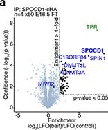 Fig.2.A showing Flow cytometry/Cell sorting from the publication: A nowhere-to-hide mechanism ensures complete piRNA-directed DNA methylation.