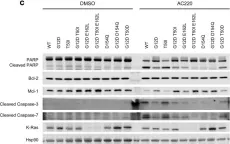Fig.3.C showing Western Blotting from the publication: Structural and functional analyses of a germline KRAS T50I mutation provide insights into Raf activation.