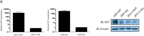 Fig.2.A showing Western Blotting in a Homo sapiens (Human) sample from the publication: Downregulation of the gli transcription factors regulator Kif7 facilitates cell survival and migration of choriocarcinoma cells.
