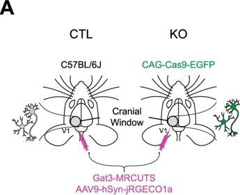 Fig.3.A from the publication: Astrocytic modulation of population encoding in mouse visual cortex via GABA transporter 3 revealed by multiplexed CRISPR/Cas9 gene editing.