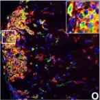 Fig.7.O showing Immunocytochemistry-immunofluorescence in a Mus musculus (House mouse) sample from the publication: IFN-gamma signaling in the central nervous system controls the course of experimental autoimmune encephalomyelitis independently of the localization and composition of inflammatory foci.