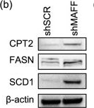 Fig.5.B showing Western Blotting in a Homo sapiens (Human) sample from the publication: MAFF regulates ferroptotic sensitivity through iron homeostasis and fatty acid synthesis.