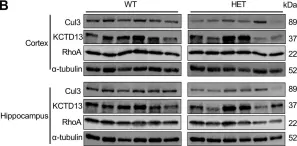 Fig.1.B showing Western Blotting from the publication: Effects of heterozygous deletion of autism-related gene Cullin-3 in mice.