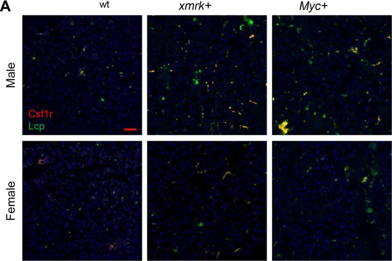 Fig.5.A showing Immunohistochemistry-immunofluorescence in a Danio rerio (Zebrafish) sample from the publication: Activation of liver stromal cells is associated with male-biased liver tumor initiation in xmrk and Myc transgenic zebrafish.