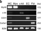 Fig.1.B showing Western Blotting from the publication: Single-cell analysis of the fate of c-kit-positive bone marrow cells.
