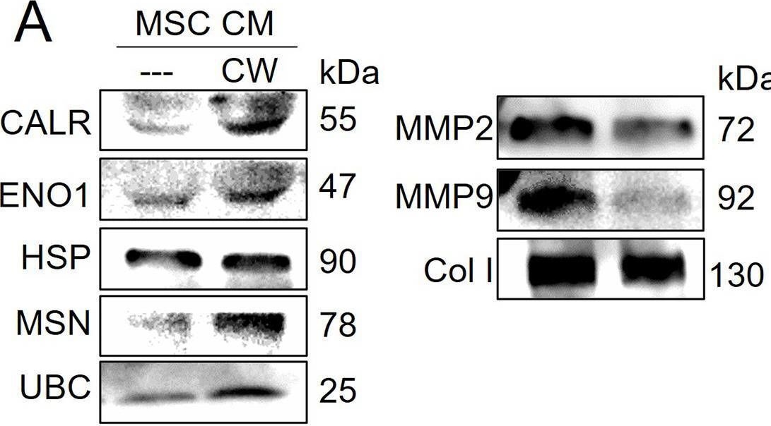 Fig.4.A showing Western Blotting from the publication: Osteosarcoma-enriched transcripts paradoxically generate osteosarcoma-suppressing extracellular proteins.