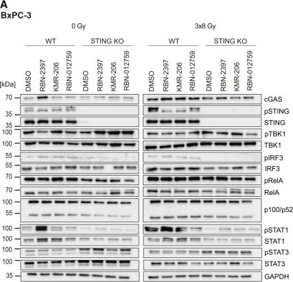 Fig.4.A showing Western Blotting from the publication: PARP7 inhibitors enhance the immunogenic effects of radiation in pancreatic cancer cells.