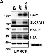 Fig.1.A showing Western Blotting in a Homo sapiens (Human) sample from the publication: Epigenetic regulation of ACSL4 via H2A monoubiquitylation connects lipid metabolism to BAP1-mediated ferroptosis.