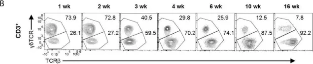Fig.2.B showing Flow cytometry/Cell sorting in a Mus musculus (House mouse) sample from the publication: cDC1 Dependent Accumulation of Memory T Cells Is Required for Chronic Autoimmune Inflammation in Murine Testis.