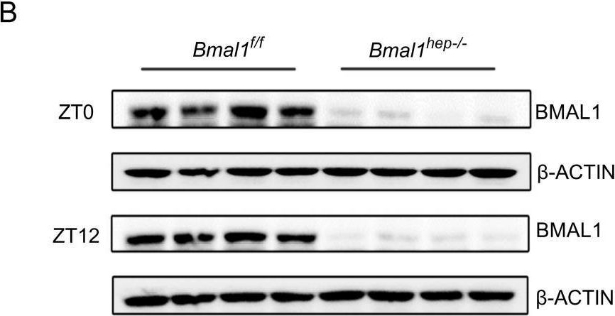 Fig.1.B showing Western Blotting in a Mus musculus (House mouse) sample from the publication: Metabolic Profile and Lipid Metabolism Phenotype in Mice with Conditional Deletion of Hepatic BMAL1.