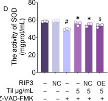 Fig.6.D from the publication: Tilianin Attenuates Myocardial Ischemia-Reperfusion Injury by Targeting RIP3-Mediated Necroptosis.
